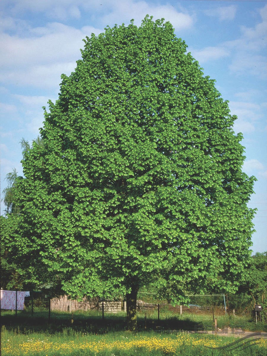 Tilleul à petites feuilles - Tilia cordata - Le Jardin du Pic Vert